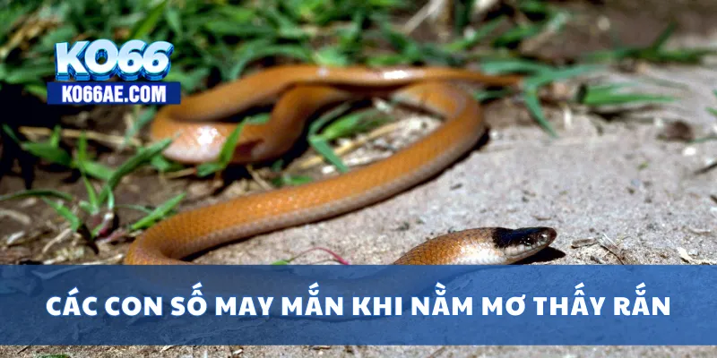 Nằm Mơ Thấy Rắn – Giải Mã Ý Nghĩa và Con Số Liên Quan 3 Các con số may mắn khi nằm mơ thấy rắn