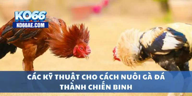 Cách Nuôi Gà Đá Chuẩn – Từ Gà Con Tới Lúc Ra Trường 4 Các kỹ thuật cho cách nuôi gà đá thành chiến binh