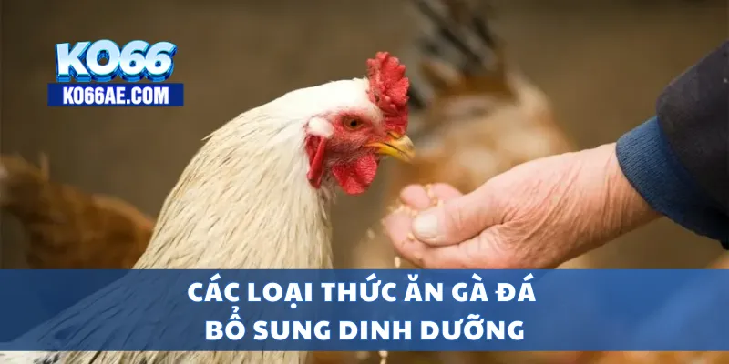 Thức Ăn Gà Đá Tốt Nhất – Bí Quyết Giúp Gà Đá Sung Mãn 3 Các loại thức ăn gà đá bổ sung dinh dưỡng