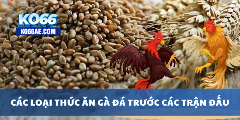 Thức Ăn Gà Đá Tốt Nhất – Bí Quyết Giúp Gà Đá Sung Mãn 4 Các loại thức ăn gà đá trước các trận đấu