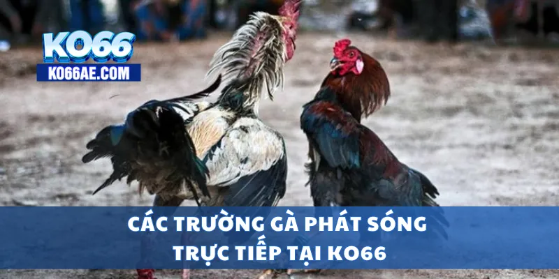 Đá Gà KO66 Trực Tuyến – Đặt Cược Nhanh, Xem Live HD Cực Nét 3 Các trường gà phát sóng trực tiếp tại KO66