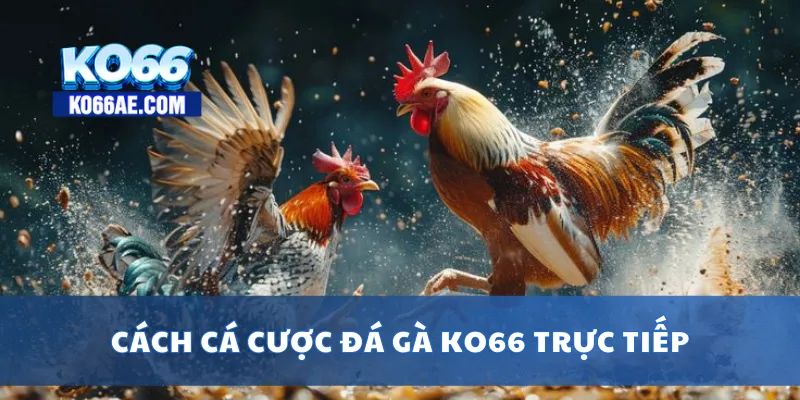 Đá Gà KO66 Trực Tuyến – Đặt Cược Nhanh, Xem Live HD Cực Nét 2 Cách cá cược đá gà KO66 trực tiếp