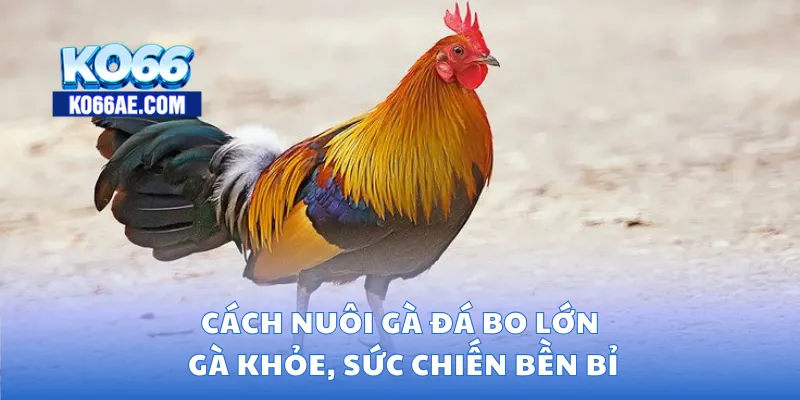 Cách nuôi gà đá bo lớn