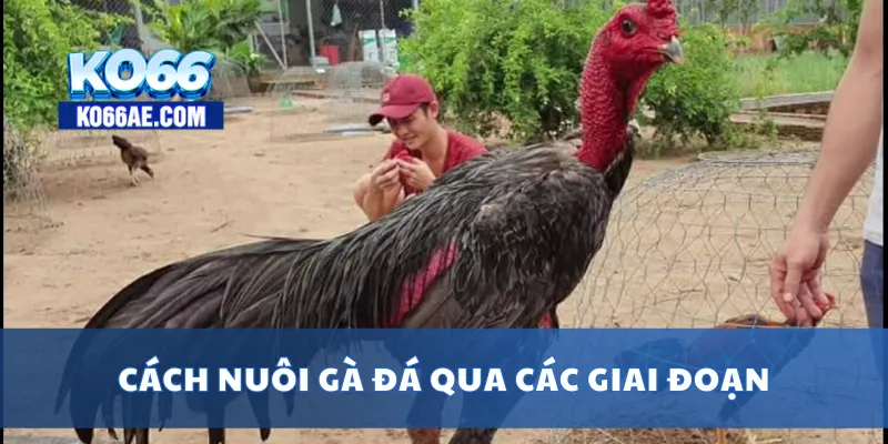 Cách Nuôi Gà Đá Chuẩn – Từ Gà Con Tới Lúc Ra Trường 3 Cách nuôi gà đá qua các giai đoạn