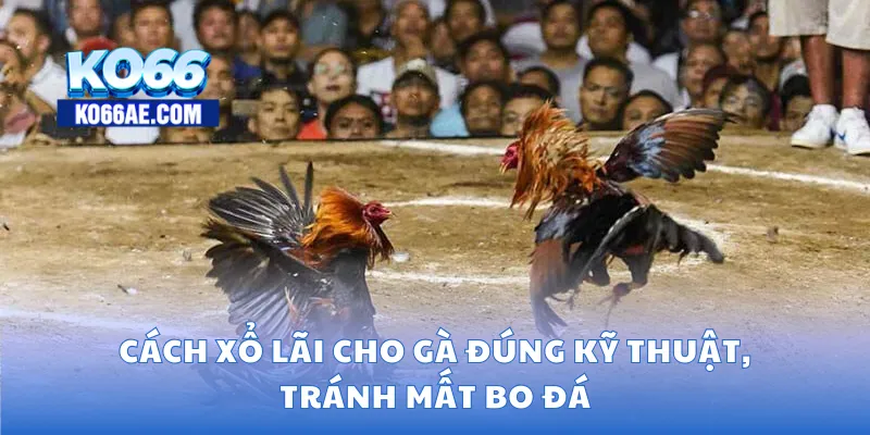 Cách xổ lãi cho gà
