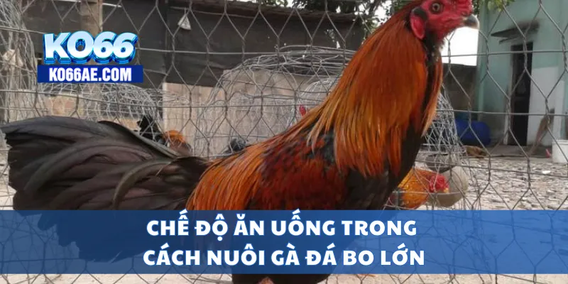 Cách Nuôi Gà Đá Bo Lớn – Gà Khỏe, Sức Chiến Bền Bỉ 3 Chế độ ăn uống trong cách nuôi gà đá bo lớn