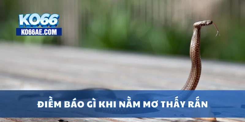 Nằm Mơ Thấy Rắn – Giải Mã Ý Nghĩa và Con Số Liên Quan 4 Điềm báo gì khi nằm mơ thấy rắn