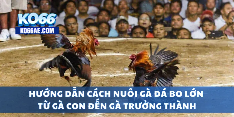 Cách Nuôi Gà Đá Bo Lớn – Gà Khỏe, Sức Chiến Bền Bỉ 2 Hướng dẫn cách nuôi gà đá bo lớn từ gà con đến gà trưởng thành