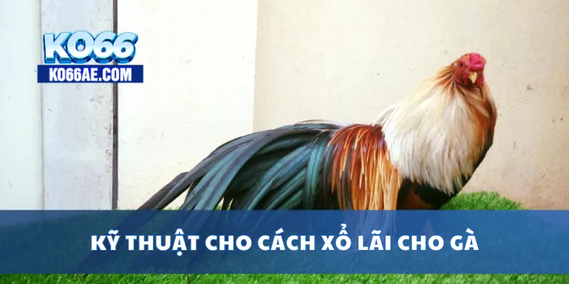 Cách Xổ Lãi Cho Gà Đúng Kỹ Thuật, Tránh Mất Bo Đá 3 Kỹ thuật cho cách xổ lãi cho gà