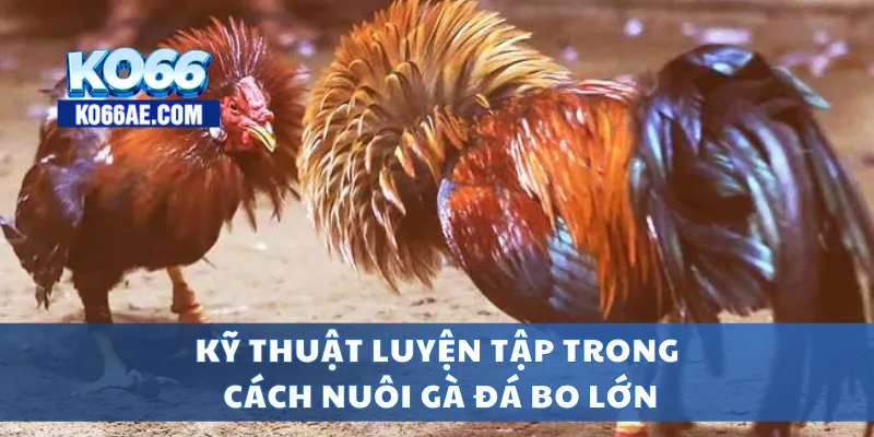 Cách Nuôi Gà Đá Bo Lớn – Gà Khỏe, Sức Chiến Bền Bỉ 4 Kỹ thuật luyện tập trong cách nuôi gà đá bo lớn