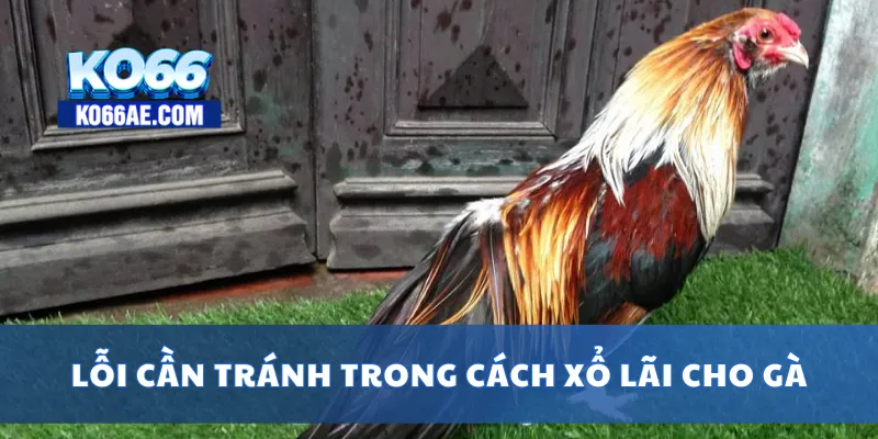 Cách Xổ Lãi Cho Gà Đúng Kỹ Thuật, Tránh Mất Bo Đá 4 Lỗi cần tránh trong cách xổ lãi cho gà