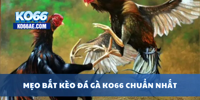 Đá Gà KO66 Trực Tuyến – Đặt Cược Nhanh, Xem Live HD Cực Nét 4 Mẹo bắt kèo đá gà KO66 chuẩn nhất