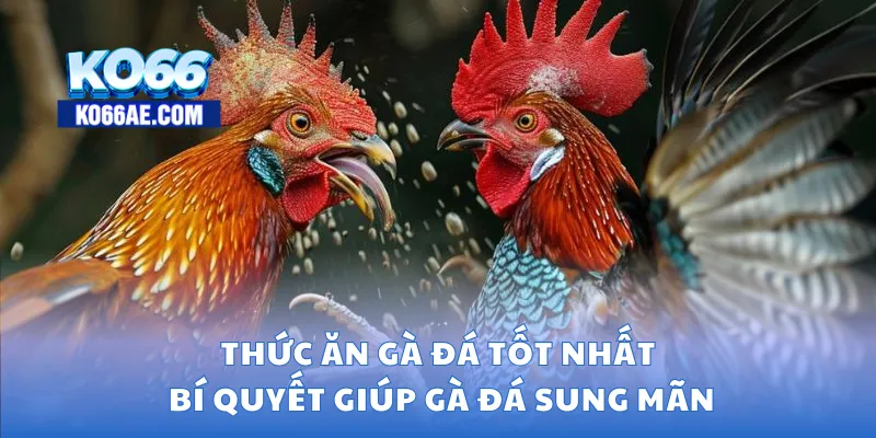 thức ăn gà đá