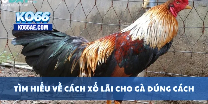 Cách Xổ Lãi Cho Gà Đúng Kỹ Thuật, Tránh Mất Bo Đá 2 Tìm hiểu về cách xổ lãi cho gà đúng cách