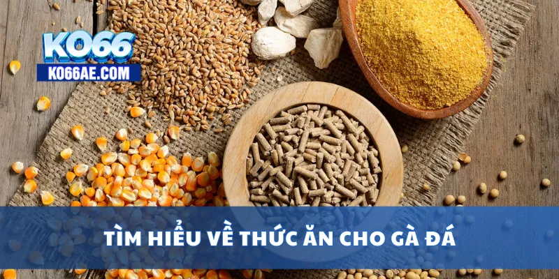 Thức Ăn Gà Đá Tốt Nhất – Bí Quyết Giúp Gà Đá Sung Mãn 2 Tìm hiểu về thức ăn cho gà đá