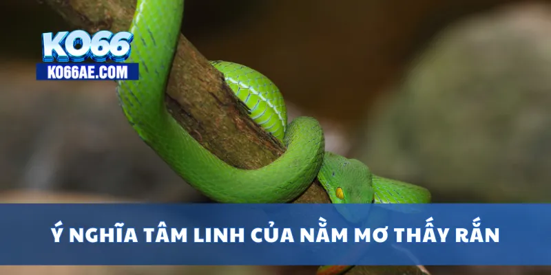 Nằm Mơ Thấy Rắn – Giải Mã Ý Nghĩa và Con Số Liên Quan 2 Ý nghĩa tâm linh của nằm mơ thấy rắn